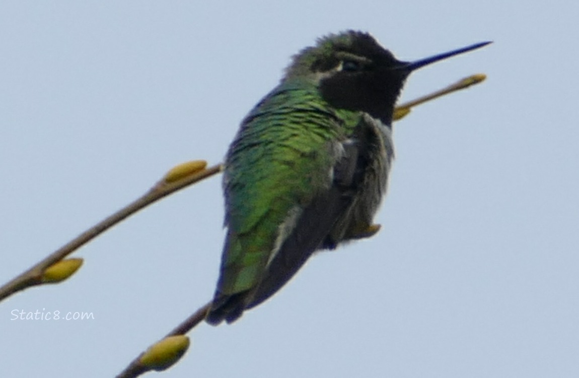 Male Anna Hummingbird standing at the end of a twig