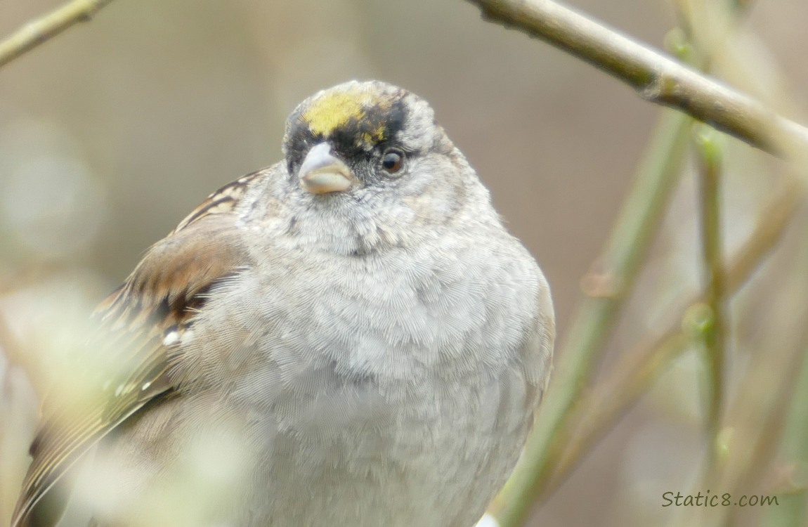 Close up of a Golden Crown Sparrow