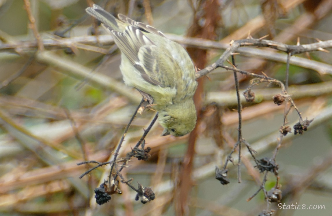 Lesser Goldfinch standing upside down on a twig, trying to get a dried up berry below