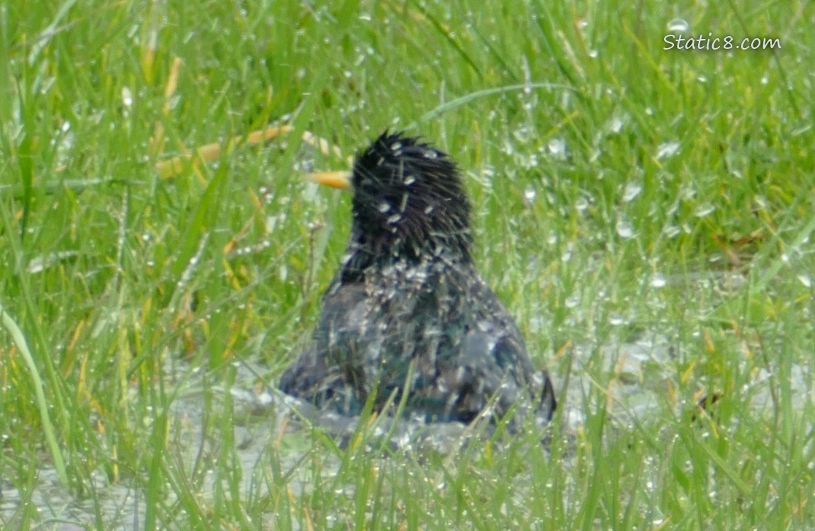 Starling in a puddle