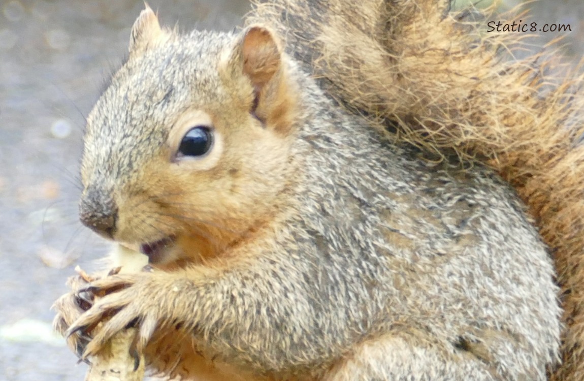Squirrel eating a peanut in the shell