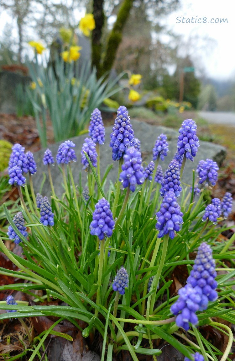 Grape Hyacinths and some daffodils in the background