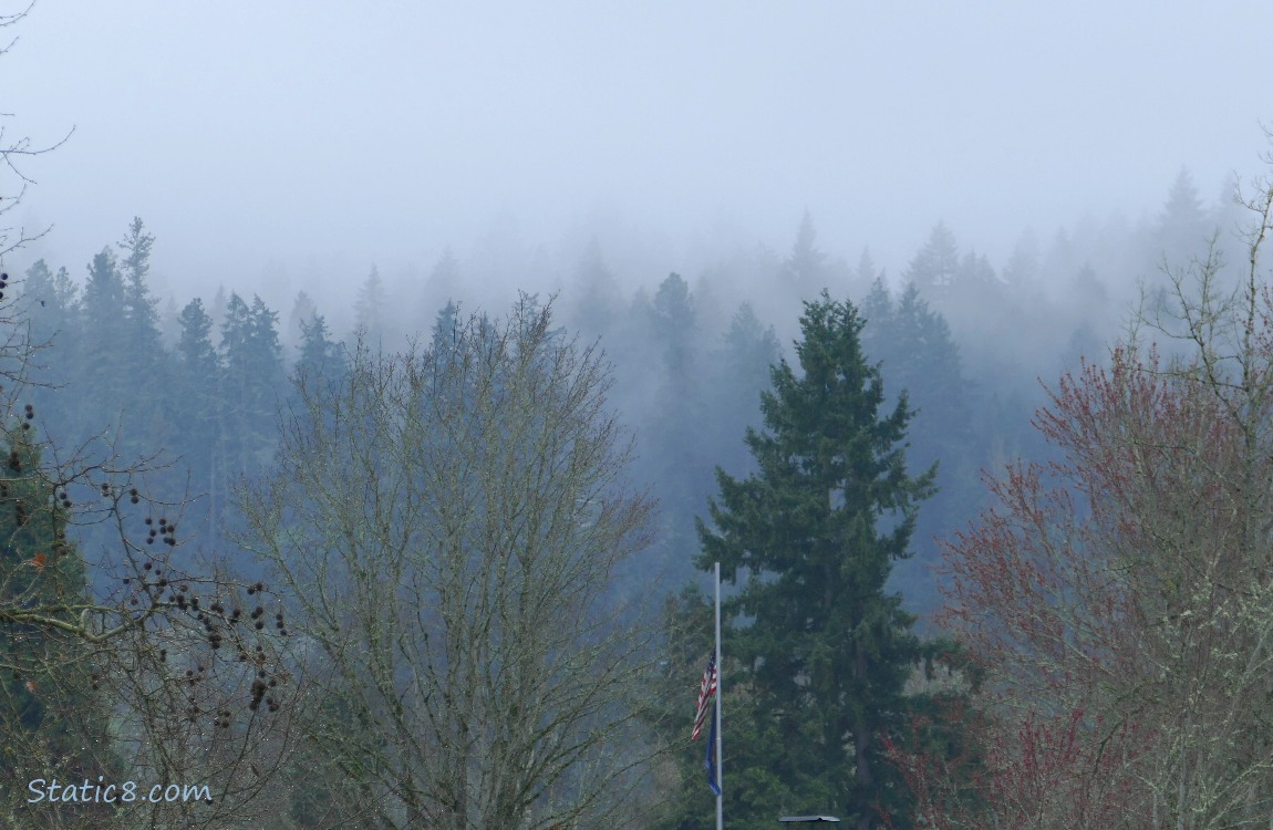 Fog in the trees on the hill