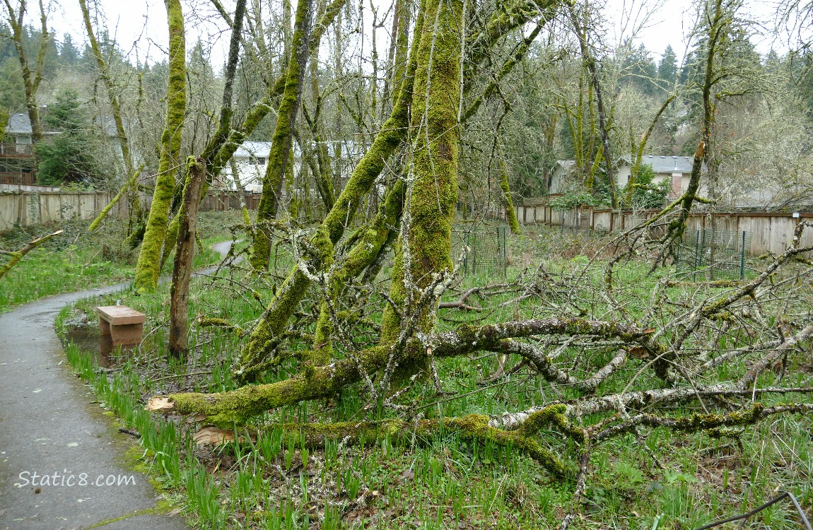 Trees and branches down, next to the path