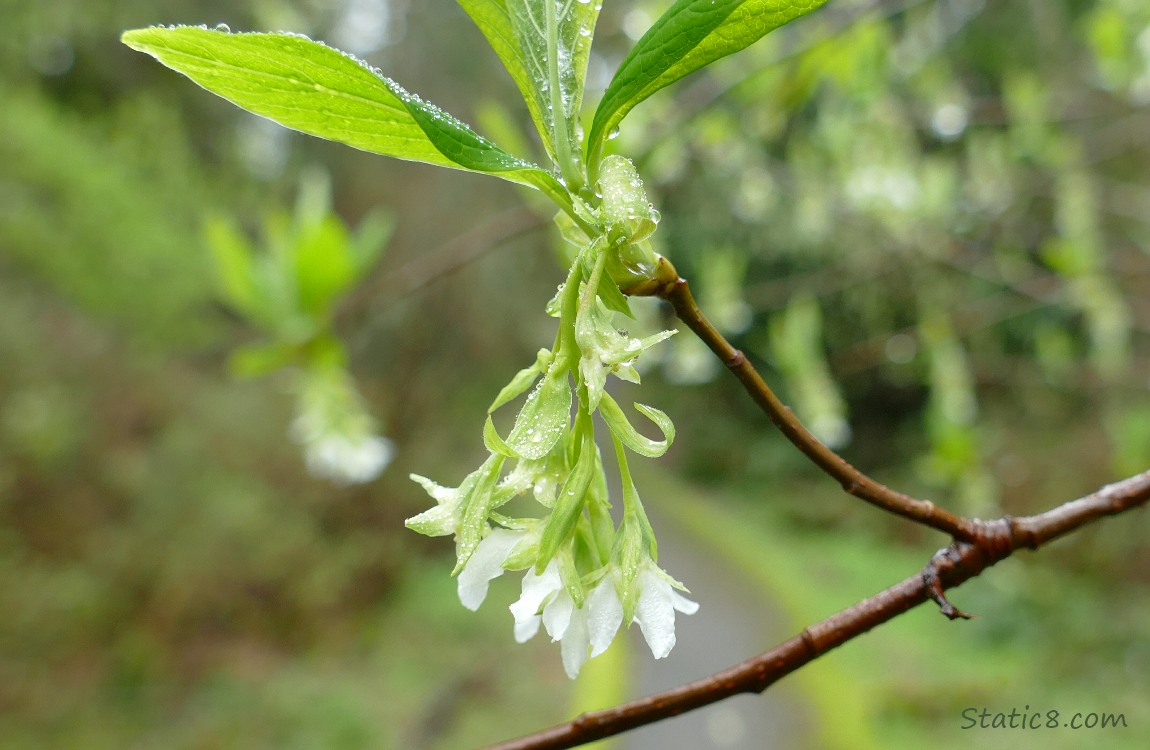 Osoberry blooms near the path