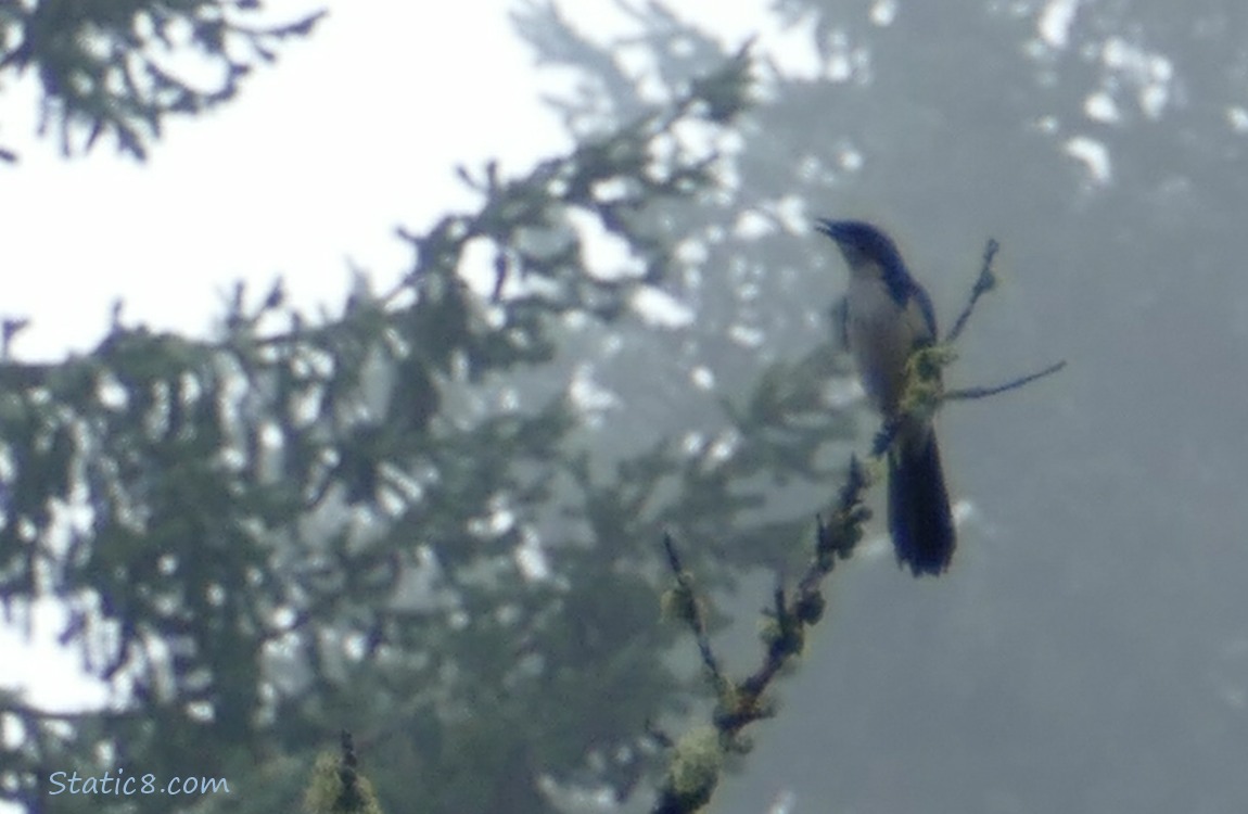blurry Scrub Jay in front of misty trees