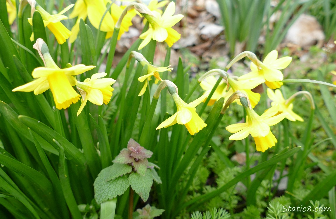 Daffodils over a Dead Nettle
