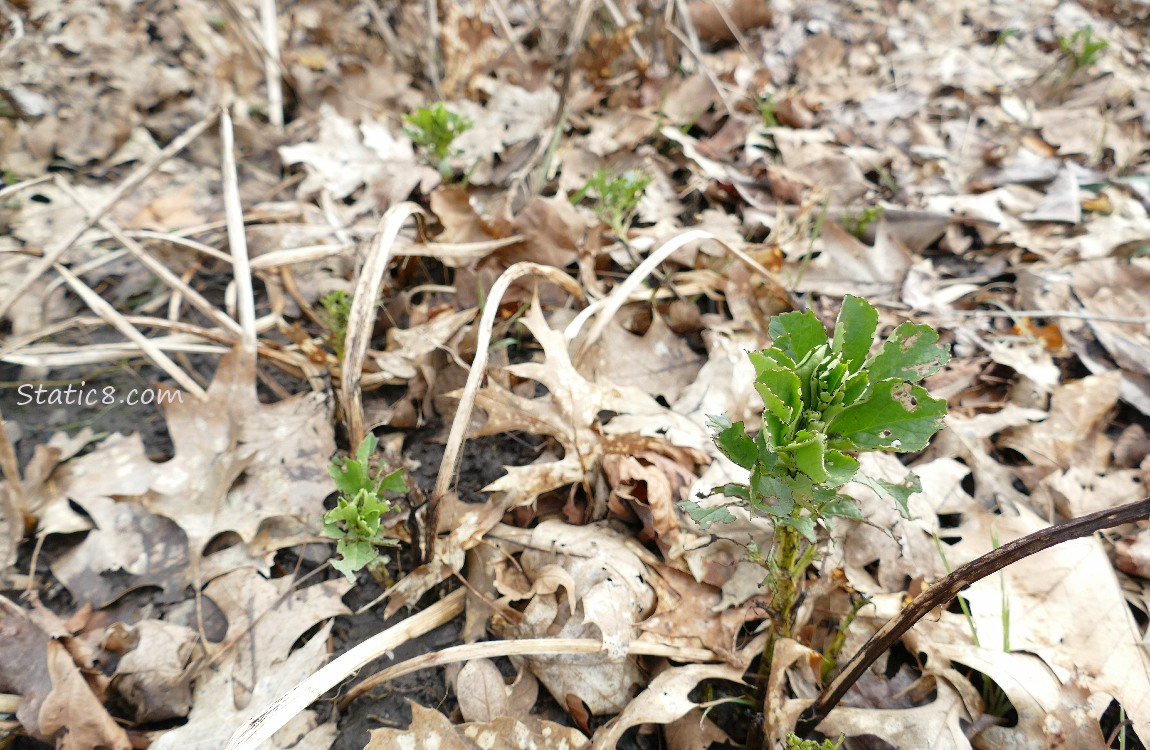 slug munched Fava seedlings, surrounded by dead leaves