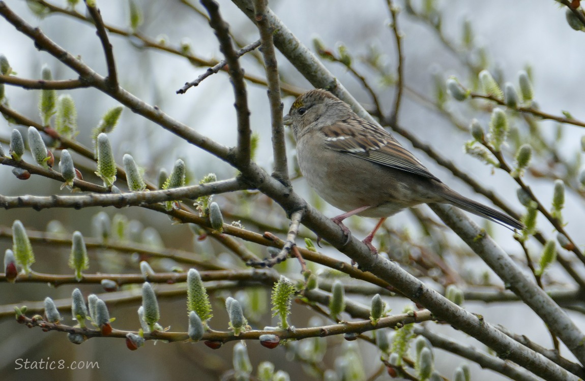 Sparrow standing on a twig, her face behind a stick