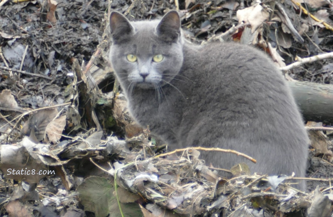 Grey Cat sitting in leaves and mud