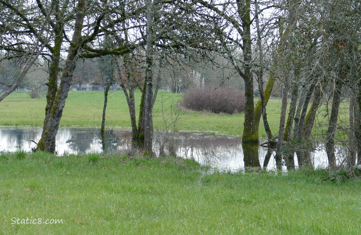 Big puddle in the grass surrounded by trees