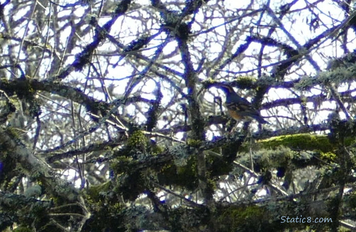 Blurry Varied Thrush in a tree