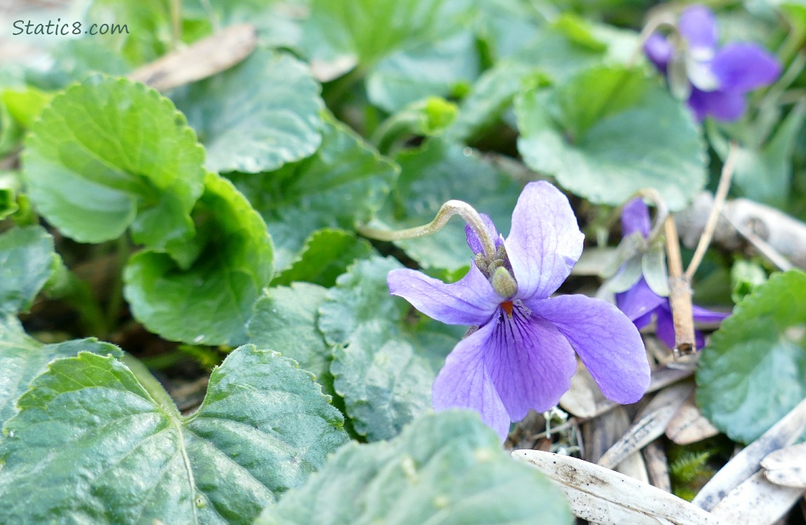 Wild Violets, purple blooms surrounded by green leaves