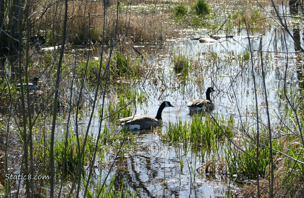 a pair of Canada Geese paddling away thru a grassy puddle