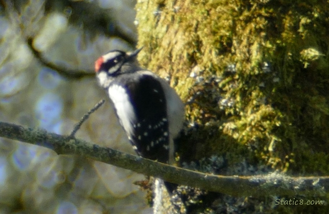 Downy Woodpecker standing on the side of a mossy tree trunk