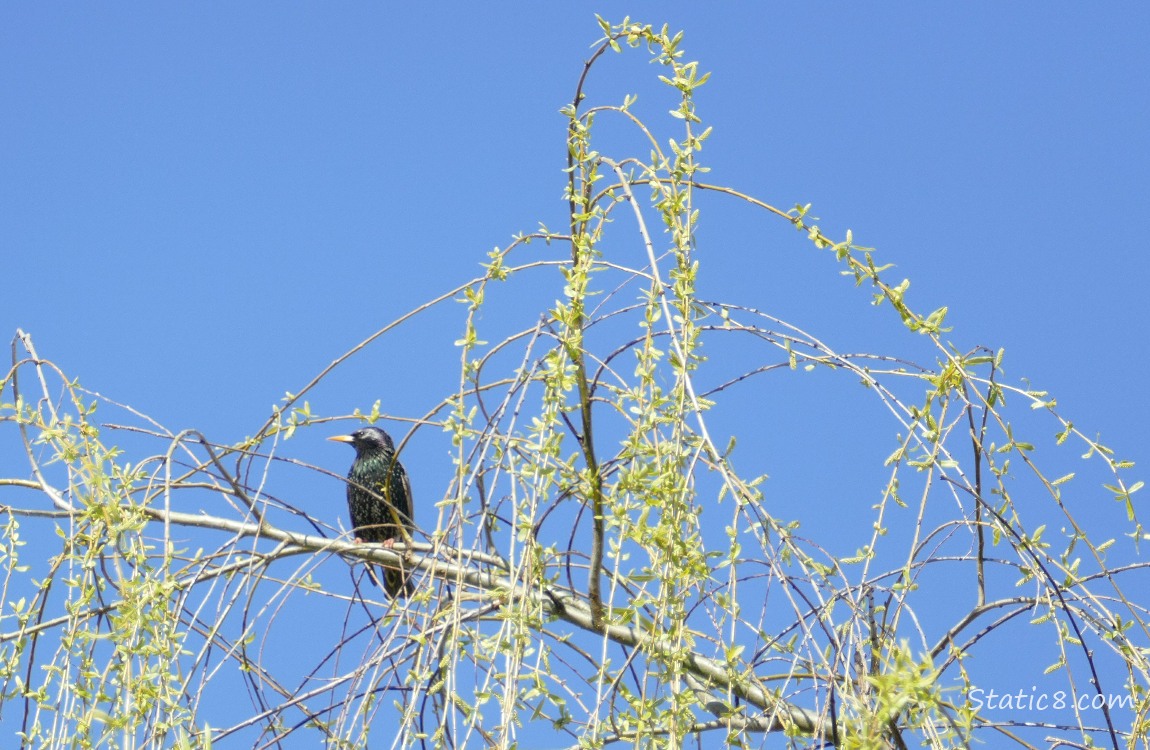 European Starling standing in a willow tree against the blue sky