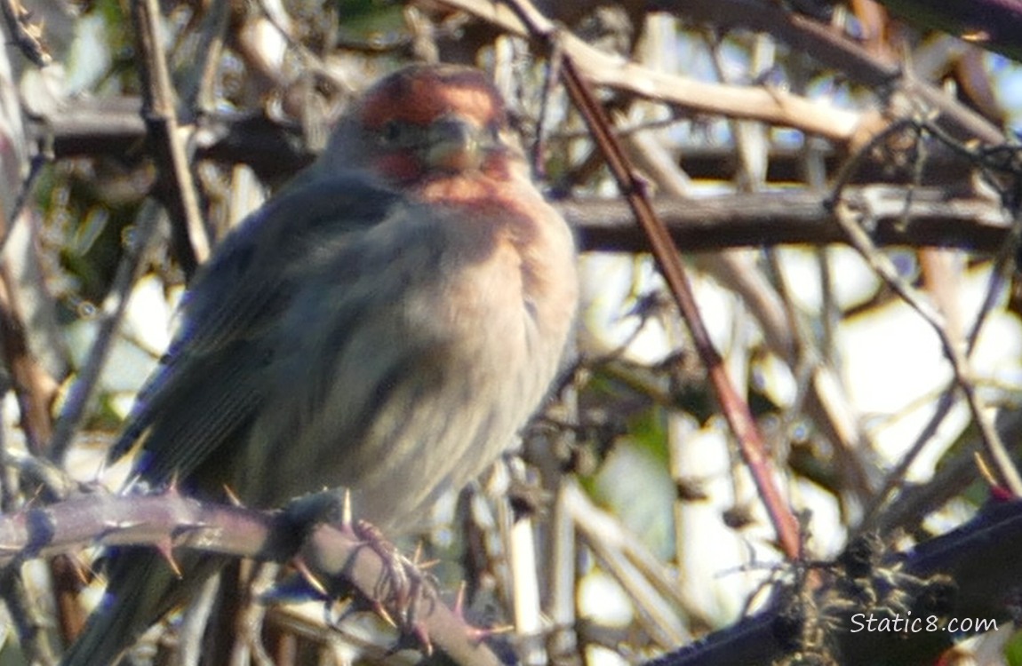 House Finch standing on a thorny vine, surrounded by twigs