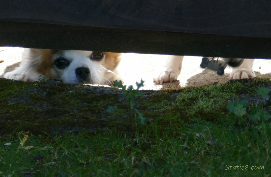 Small dog looking under a wood gate, and the feet of another small dog