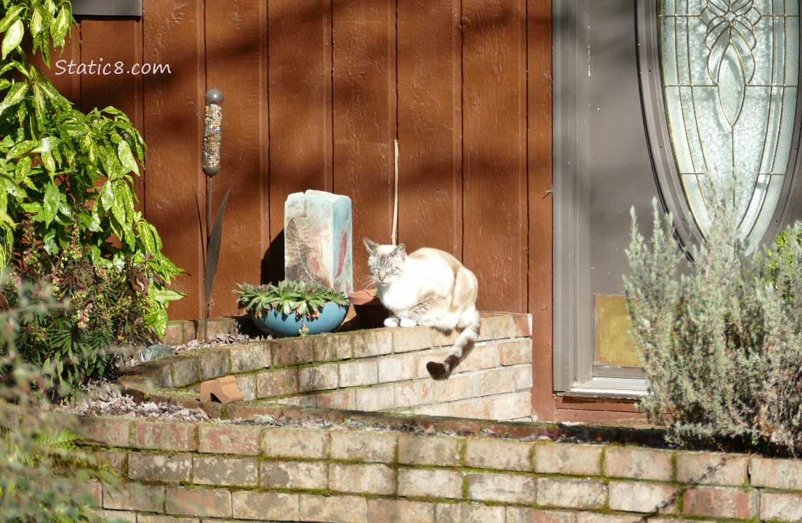 Siamese Cat perched on a low, brick porch wall