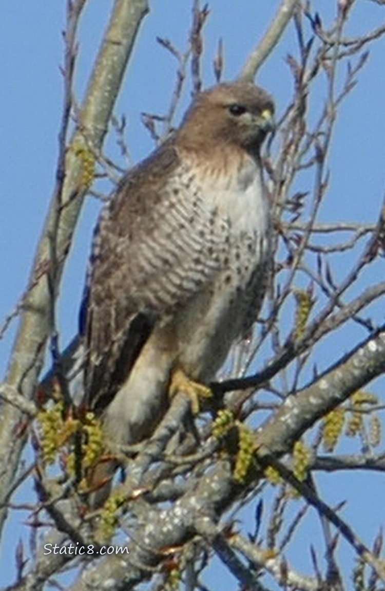 Red Tail Hawk standing in a tree