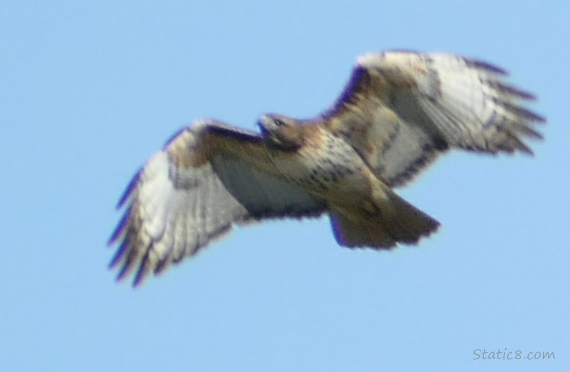Red Tail Hawk flying