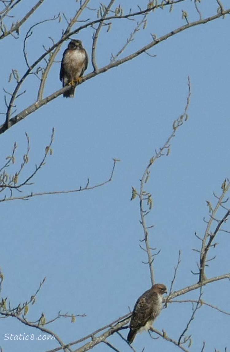 Red Tail Hawks standing in a winter bare tree