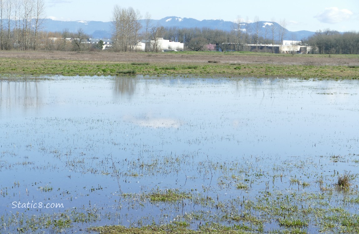 Shallow pond in the grass, hills in the distance