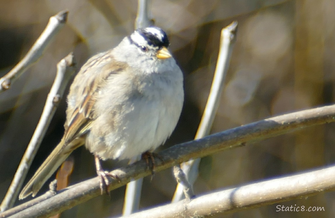 White Crown Sparrow standing on a stick