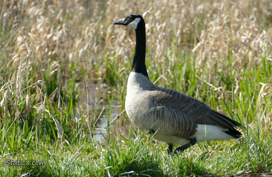 Canada Goose, standing in the grass