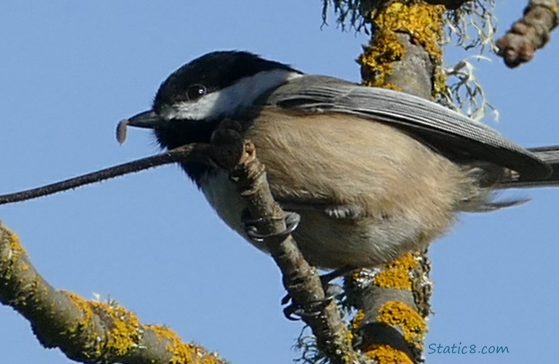 Chickadee standing on a branch with a grub in their beak