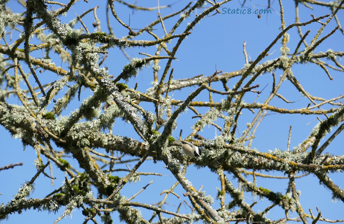 Mossy tree branches and blue sky and a tiny Chickadee