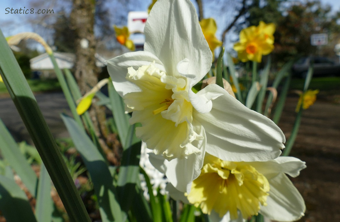Daffodil blooms in a neighborhood