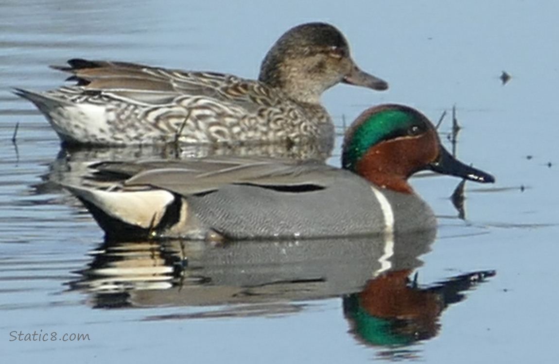 Female and male Green Wing Teals paddling on the water