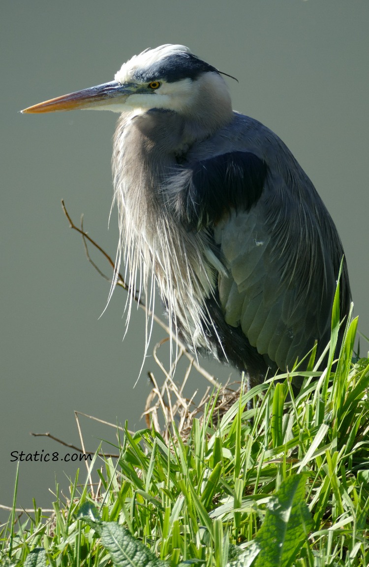 Great Blue Heron standing near the bank of the creek