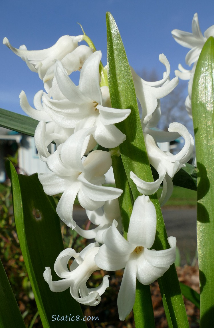 White Hyacinth bloom with blue sky in the background