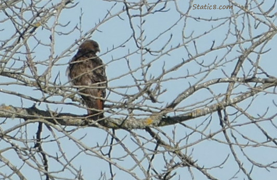 Red Tail Hawk standing in a winter bare tree