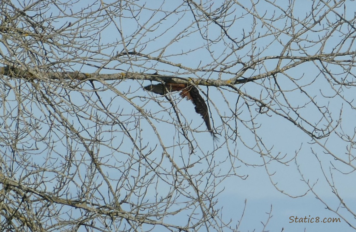 Hawk flies away, behind the tree