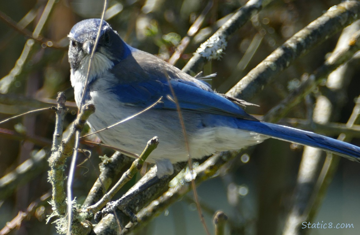 Scrub Jay, standing on a stick with a twig across her face