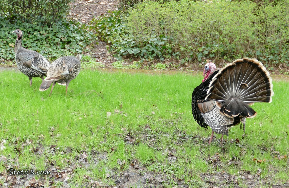 Displaying male Turkey with two female turkeys