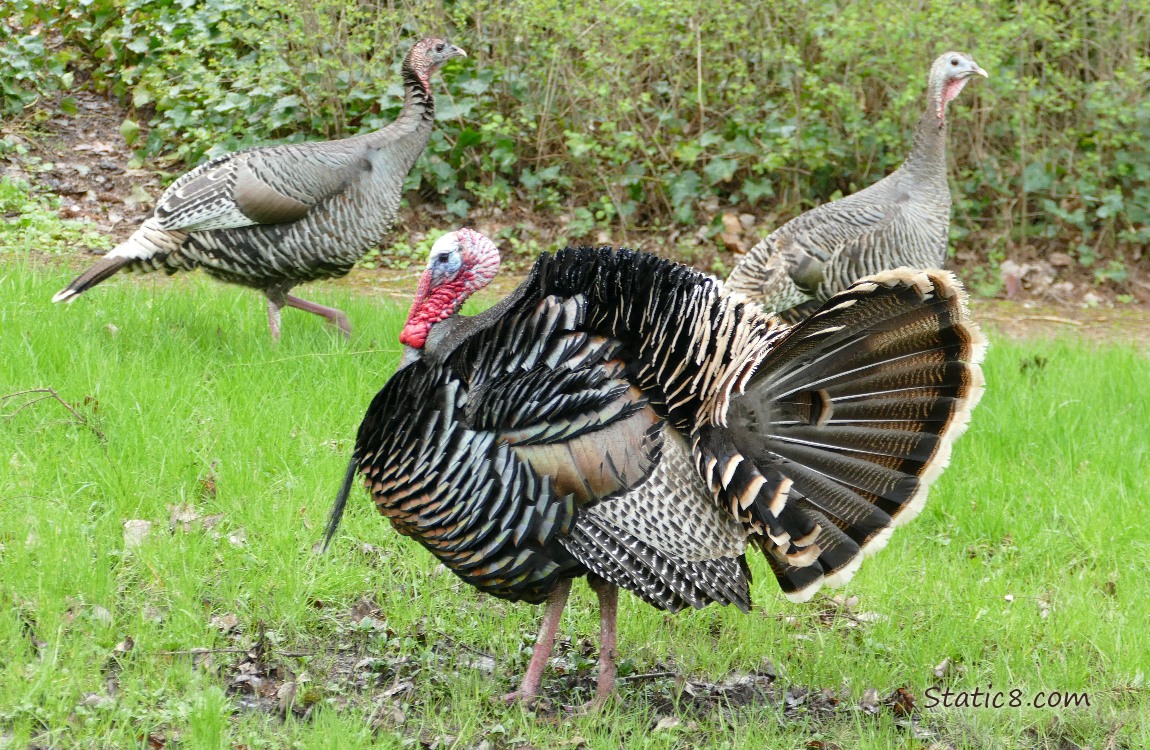 Displaying male Turkey with two female turkeys