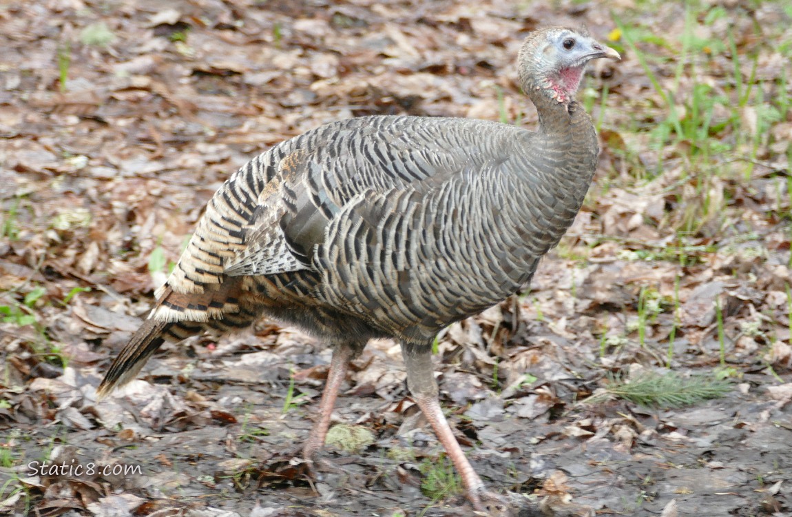 Female Wild Turkey walking on the ground