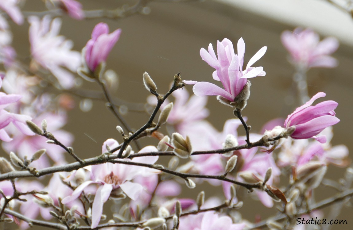 Pink Magnolia blooms