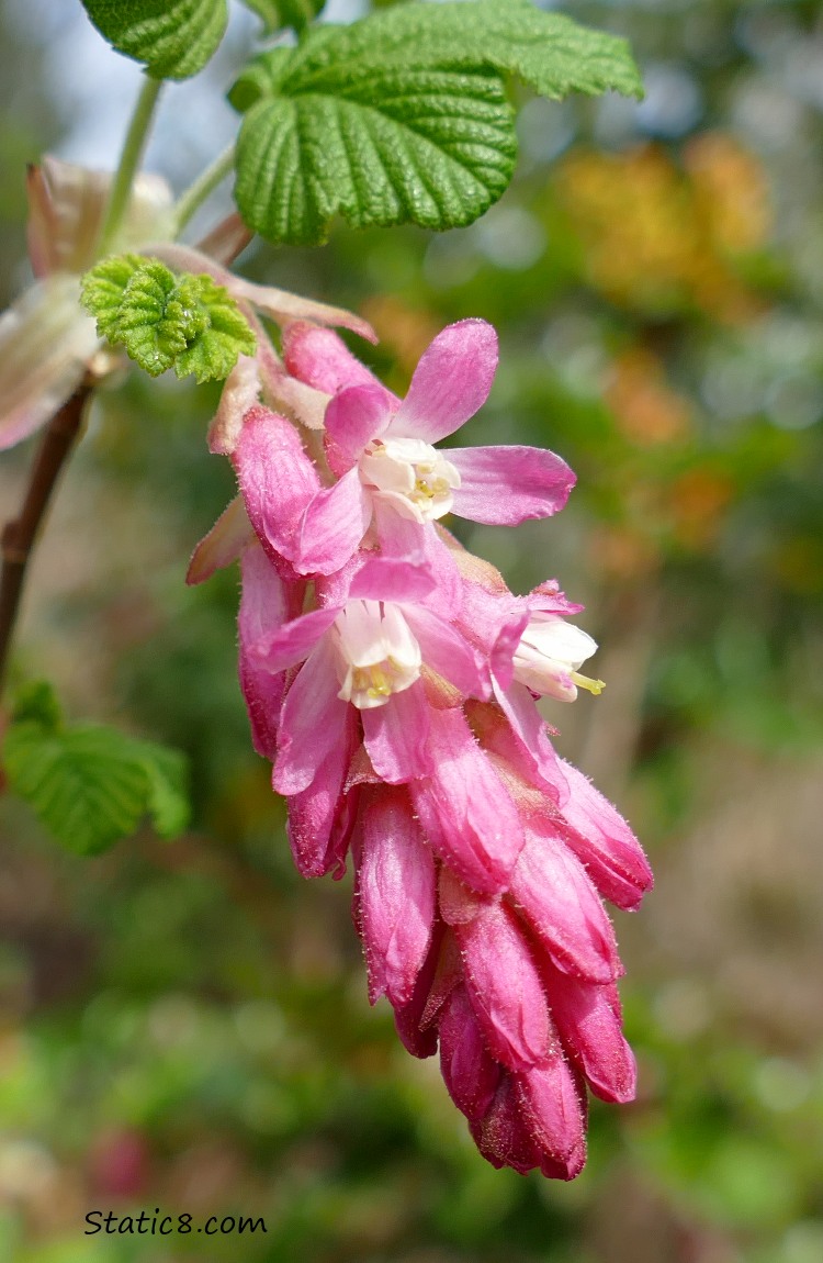 Red Flowering Currant blooms