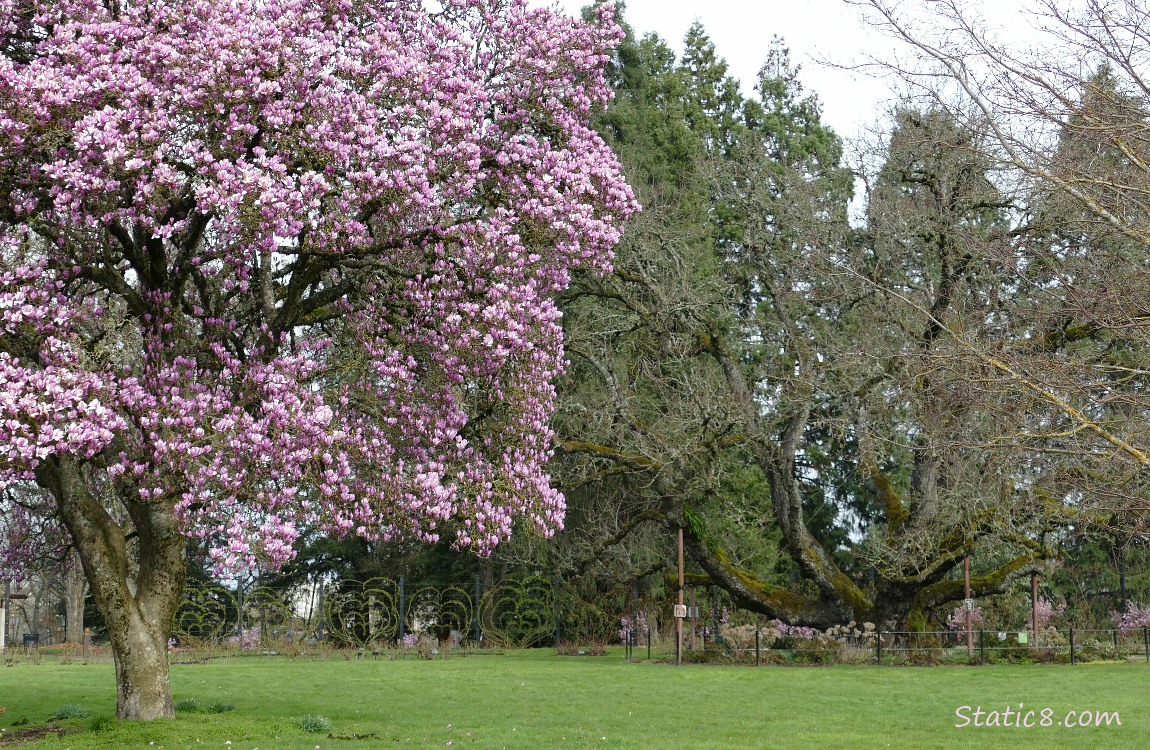 Saucer Magnolia with pink blooms