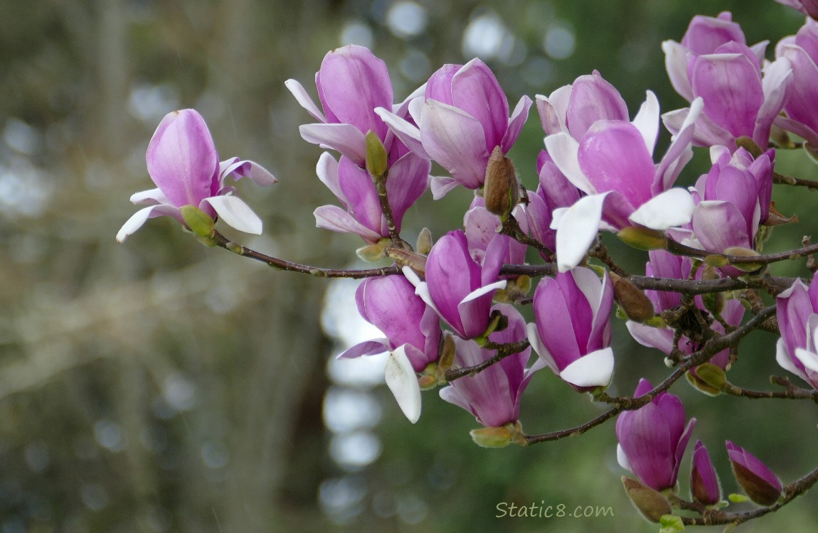 Pink Saucer Magnolia blooms