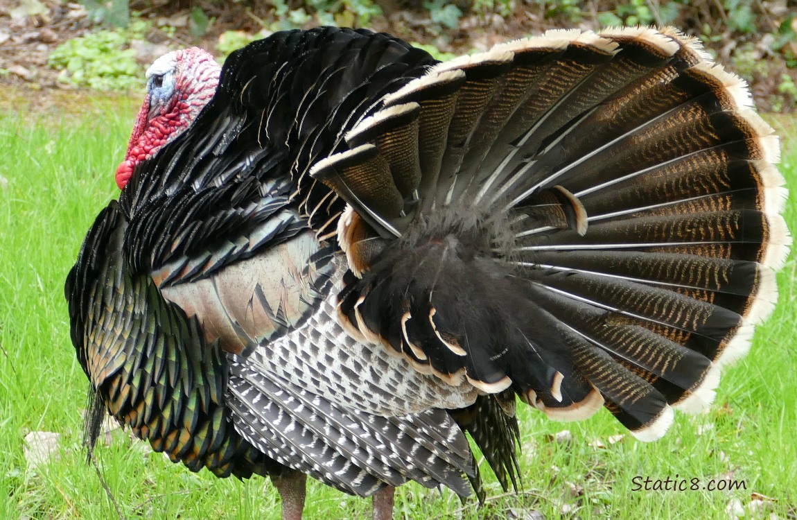 Male Wild Turkey