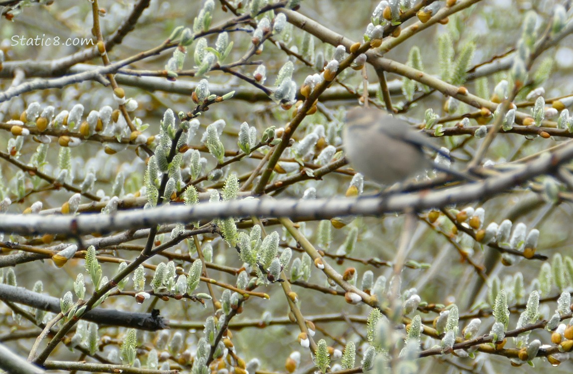 Blurry grey bird standing on a stick, surrounded by willow catkins