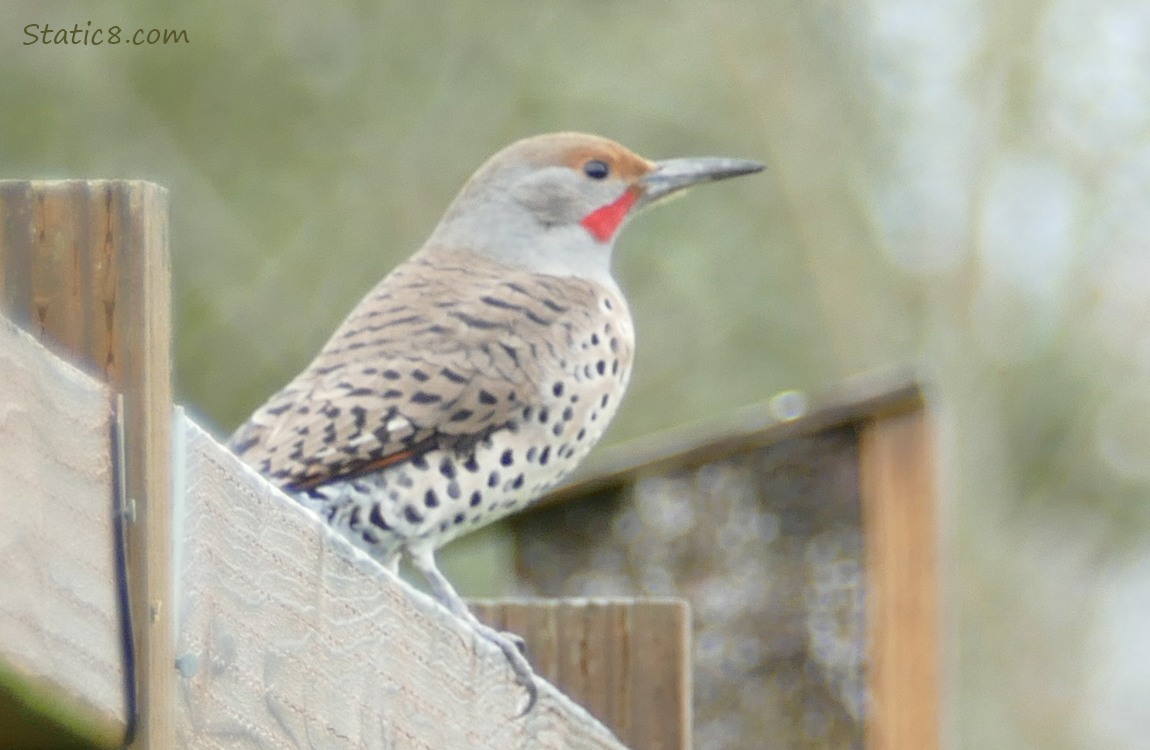 Northern Flicker standing on a wood fence