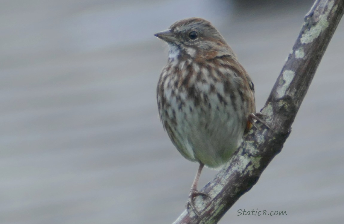 Song Sparrow standing on a diagonal stick