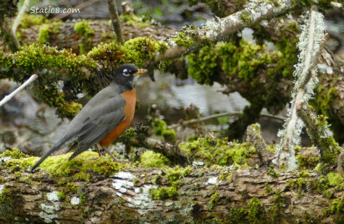 American Robin standing on a fallen and mossy tree trunk